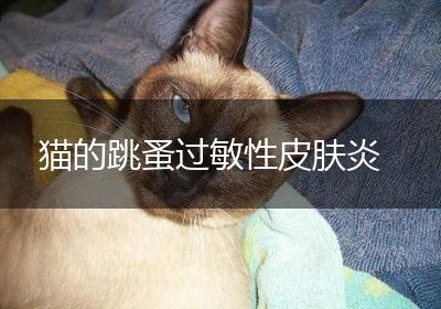 猫的跳蚤过敏性皮肤炎