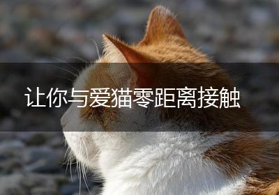 让你与爱猫零距离接触