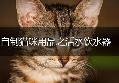 自制猫咪用品之活水饮水器