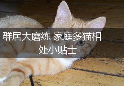 群居大磨练 家庭多猫相处小贴士