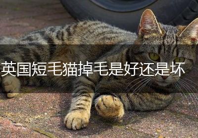 英国短毛猫掉毛是好还是坏