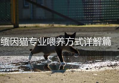 缅因猫专业喂养方式详解篇