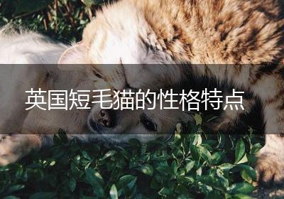 英国短毛猫的性格特点