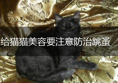 给猫猫美容要注意防治跳蚤