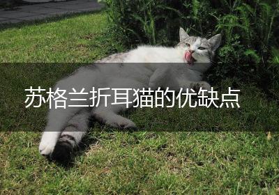 苏格兰折耳猫的优缺点