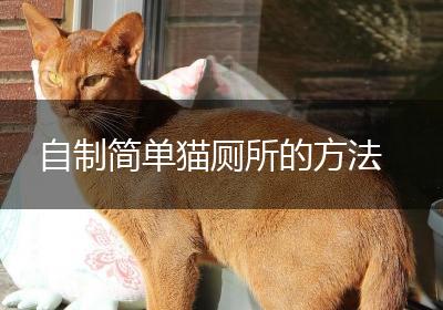自制简单猫厕所的方法