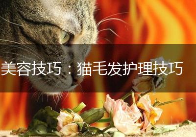 美容技巧：猫毛发护理技巧