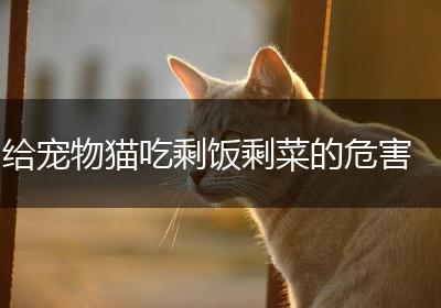 给宠物猫吃剩饭剩菜的危害