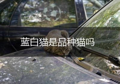 蓝白猫是品种猫吗