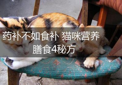 药补不如食补 猫咪营养膳食4秘方