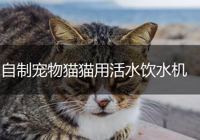 自制宠物猫猫用活水饮水机