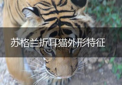 苏格兰折耳猫外形特征