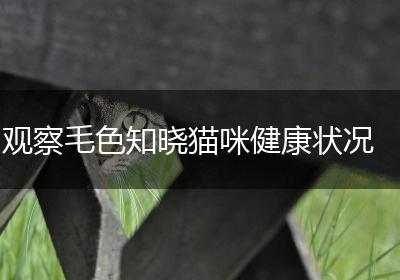 观察毛色知晓猫咪健康状况