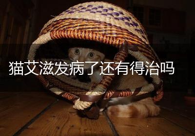 猫艾滋发病了还有得治吗