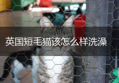 英国短毛猫该怎么样洗澡