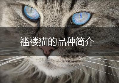褴褛猫的品种简介