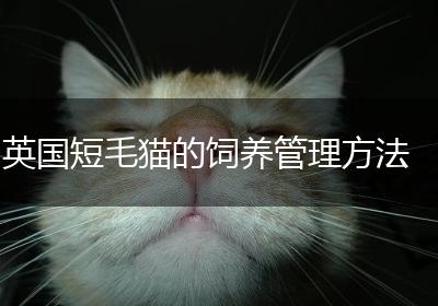 英国短毛猫的饲养管理方法