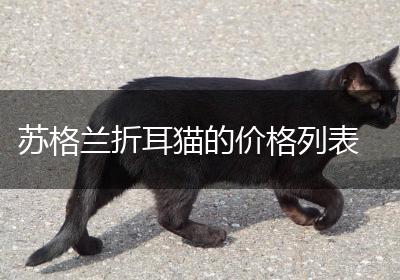 苏格兰折耳猫的价格列表