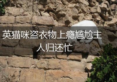 英猫咪盗衣物上瘾尴尬主人归还忙
