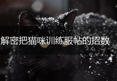 解密把猫咪训练服帖的招数