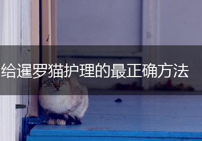 给暹罗猫护理的最正确方法