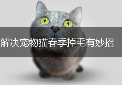 解决宠物猫春季掉毛有妙招