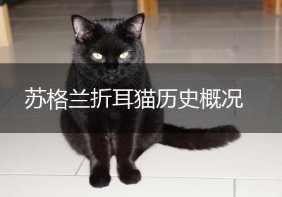 苏格兰折耳猫历史概况
