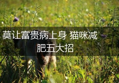 莫让富贵病上身 猫咪减肥五大招