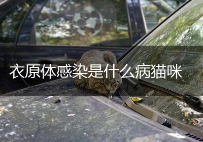 衣原体感染是什么病猫咪