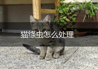 猫绦虫怎么处理