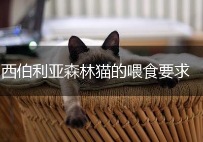 西伯利亚森林猫的喂食要求