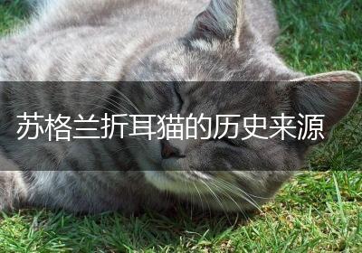苏格兰折耳猫的历史来源