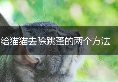 给猫猫去除跳蚤的两个方法
