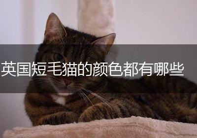 英国短毛猫的颜色都有哪些