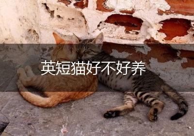 英短猫好不好养
