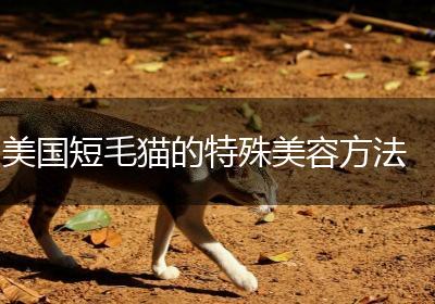 美国短毛猫的特殊美容方法
