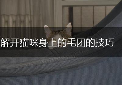解开猫咪身上的毛团的技巧