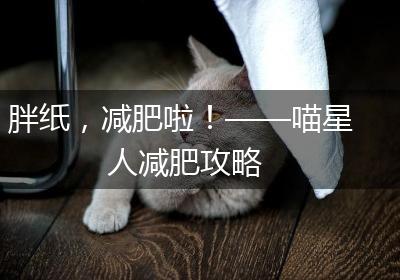 胖纸，减肥啦！——喵星人减肥攻略