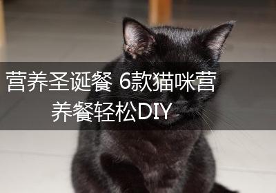 营养圣诞餐 6款猫咪营养餐轻松DIY