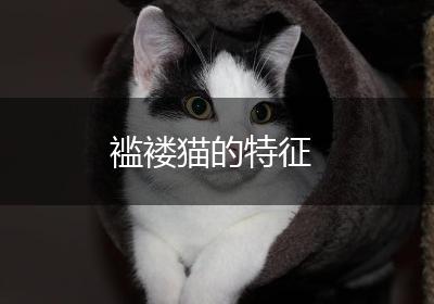 褴褛猫的特征