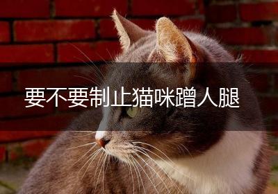 要不要制止猫咪蹭人腿