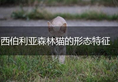 西伯利亚森林猫的形态特征