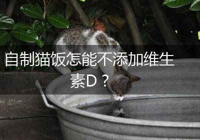 自制猫饭怎能不添加维生素D？