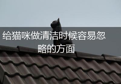 给猫咪做清洁时候容易忽略的方面