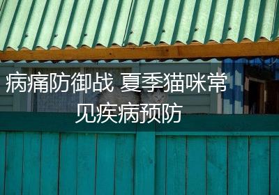 病痛防御战 夏季猫咪常见疾病预防