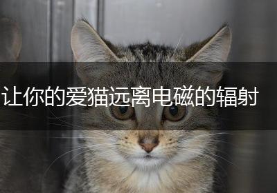 让你的爱猫远离电磁的辐射