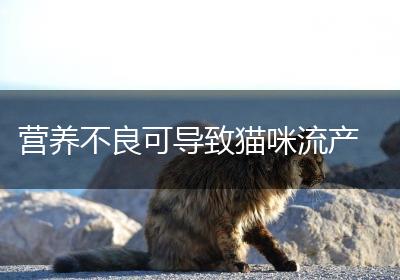 营养不良可导致猫咪流产