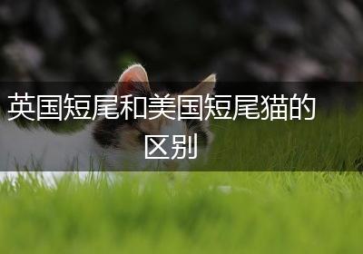 英国短尾和美国短尾猫的区别