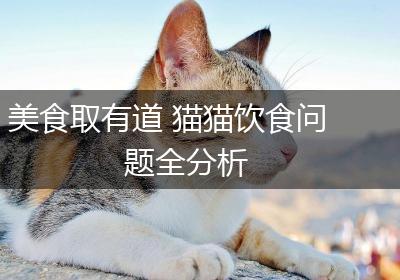 美食取有道 猫猫饮食问题全分析