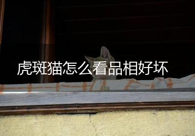 虎斑猫怎么看品相好坏